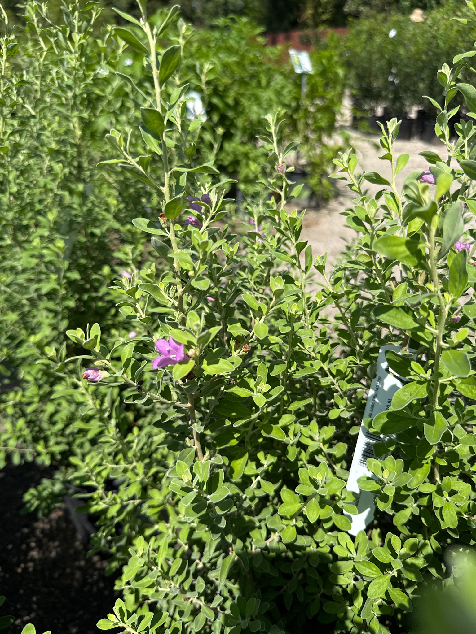 'GREEN CLOUD' TEXAS SAGE PLANT, 3 GALLON