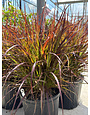Purple Fountain Grass 3 Gallon - Burgundy Plumes