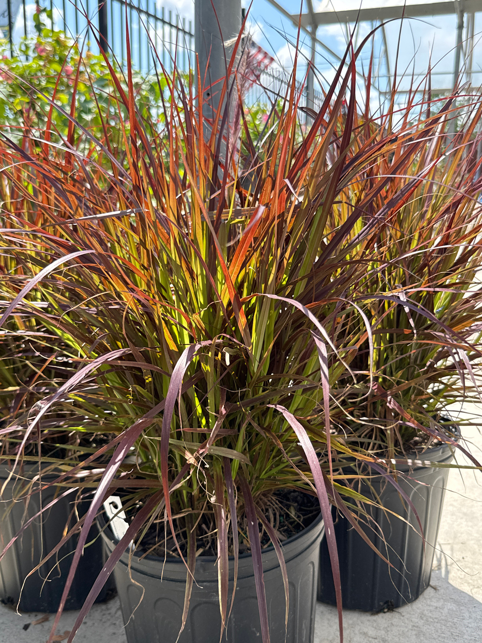 Purple Fountain Grass 3 Gallon - Burgundy Plumes