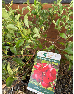 Quince 'Texas Scarlet' 3G
