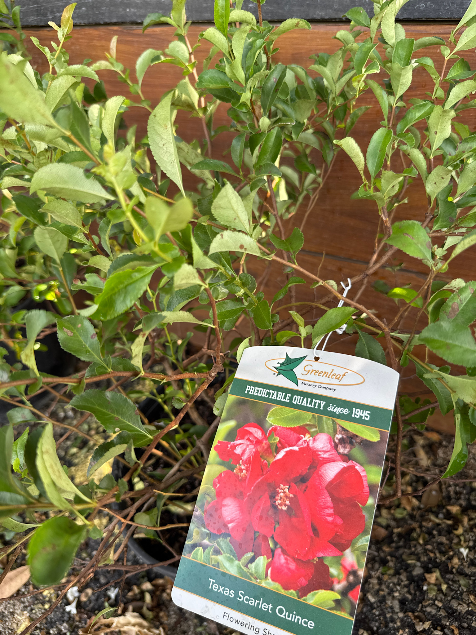 'Texas Scarlet' Quince 3 Gallon - Brilliant Spring Bloomer