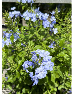 Plumbago 'Ocean Blue' 3G