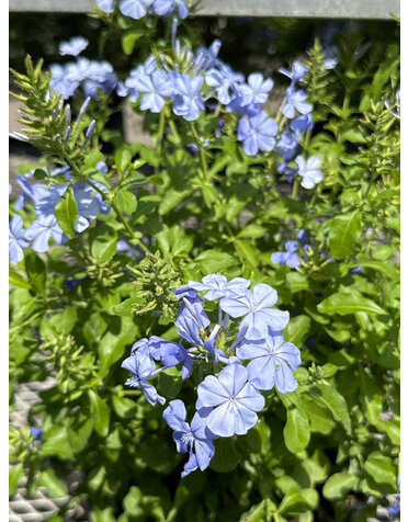 Plumbago 'Ocean Blue' 3G