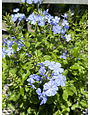 'Ocean Blue' Plumbago 3 Gallon Heat Loving Beauty