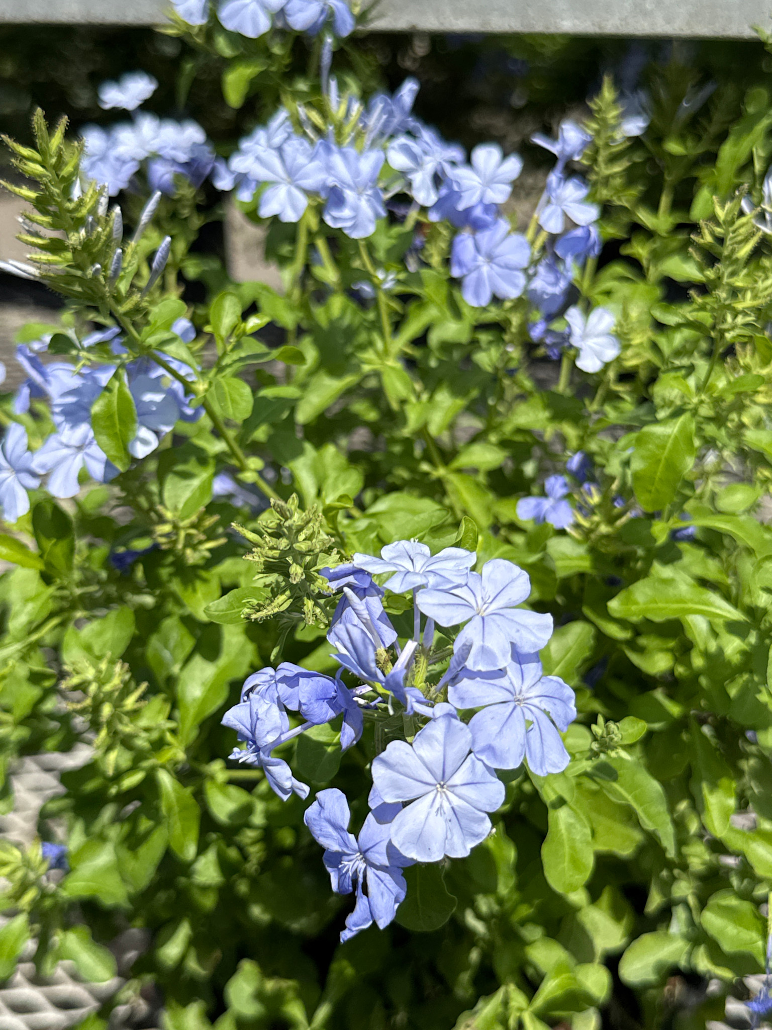 'Ocean Blue' Plumbago 3 Gallon Heat Loving Beauty