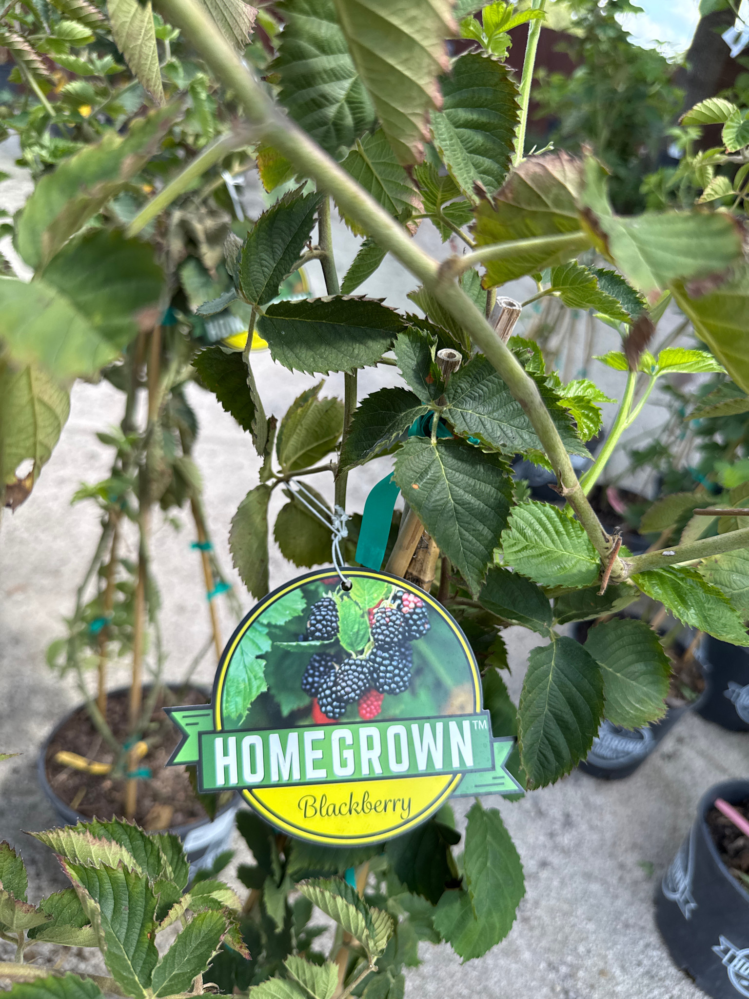 'Prime Ark Traveler' Blackberry 3 Gallon - Everbearing Wonder