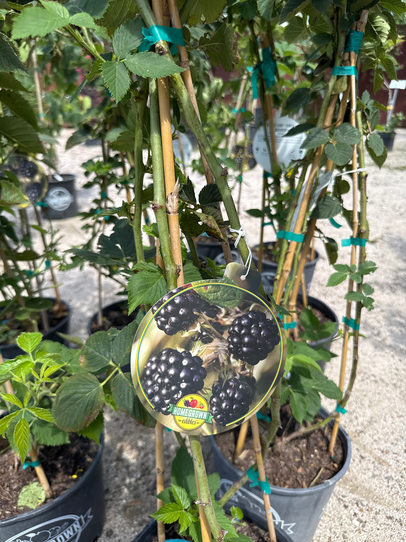 'Sweet Ark Ponca' Blackberry 3 Gallon - Early Season Sweetness