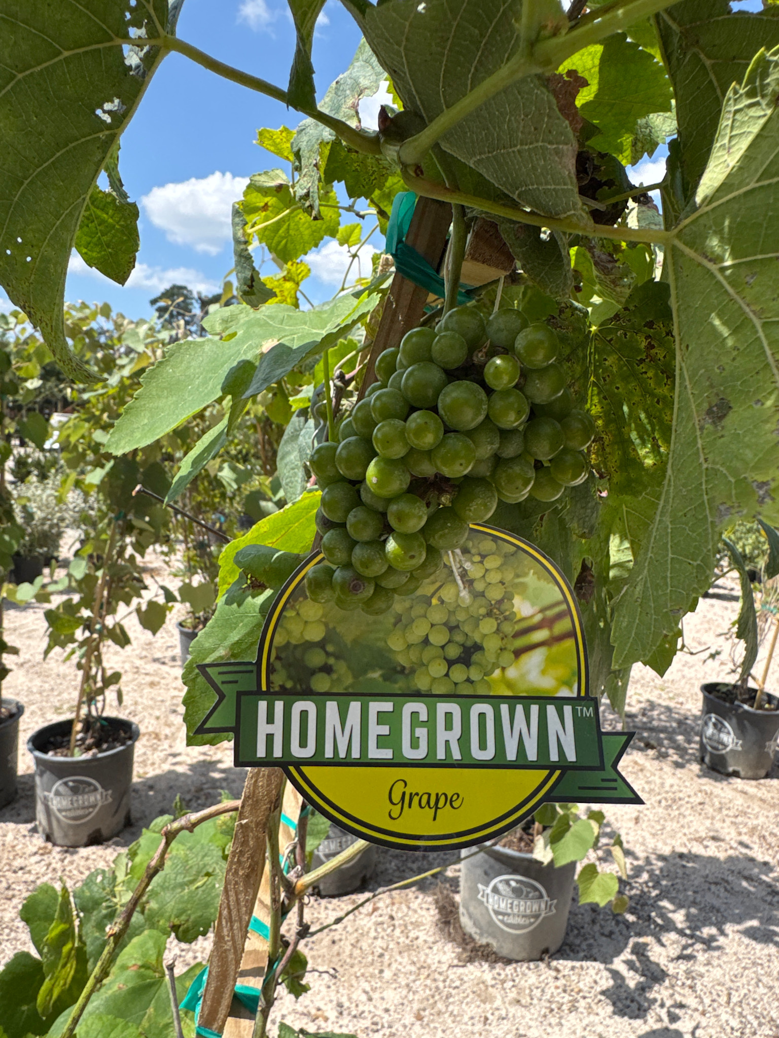 'Blanc DuBois' Grape 5 Gallon - Premium White Wine Grape