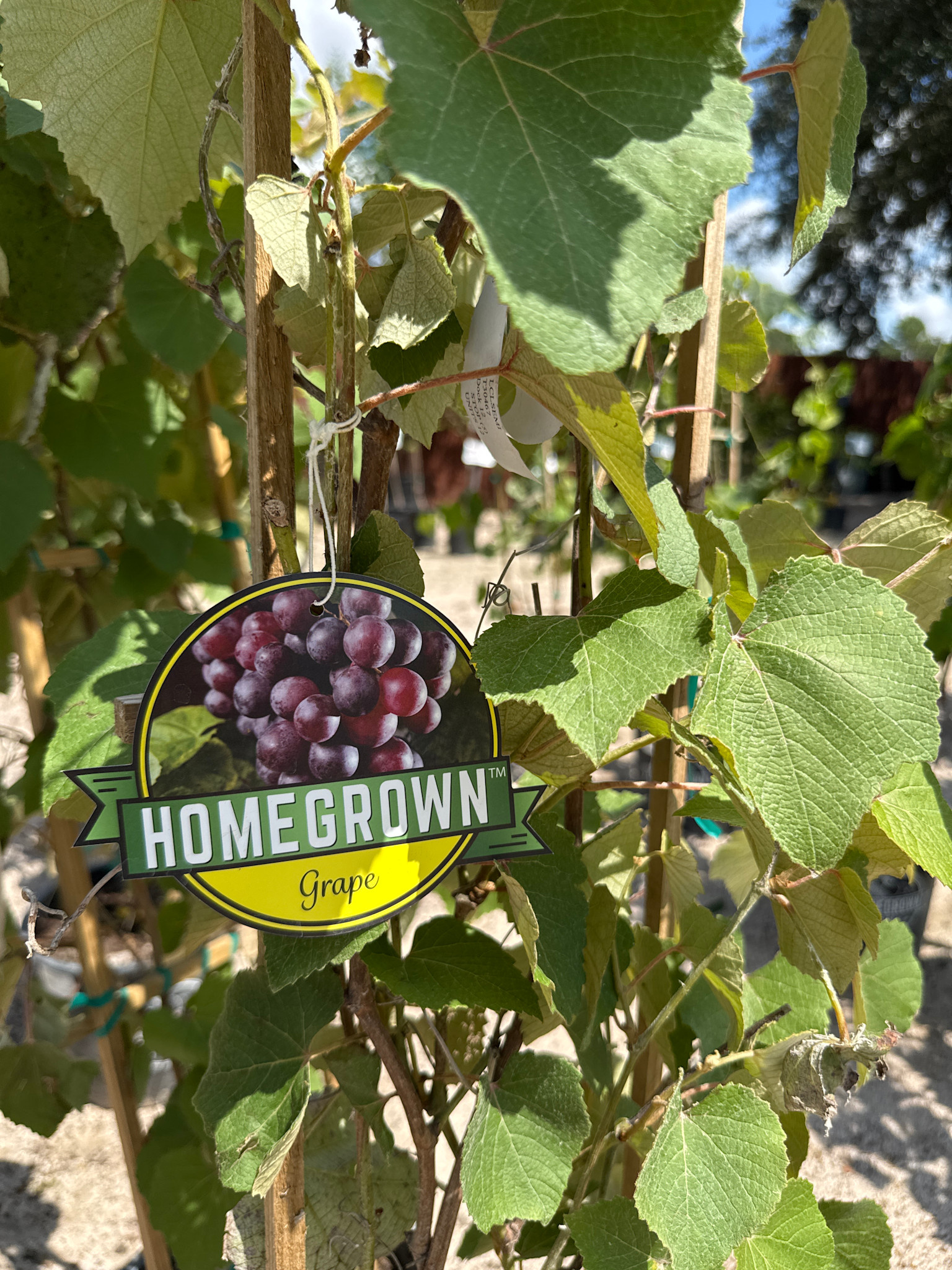 'Champanel' Grape 5 Gallon - Hardy Texas Native