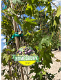 'Southern Home' Muscadine Grape 5 Gallon - Sweet Native Bounty