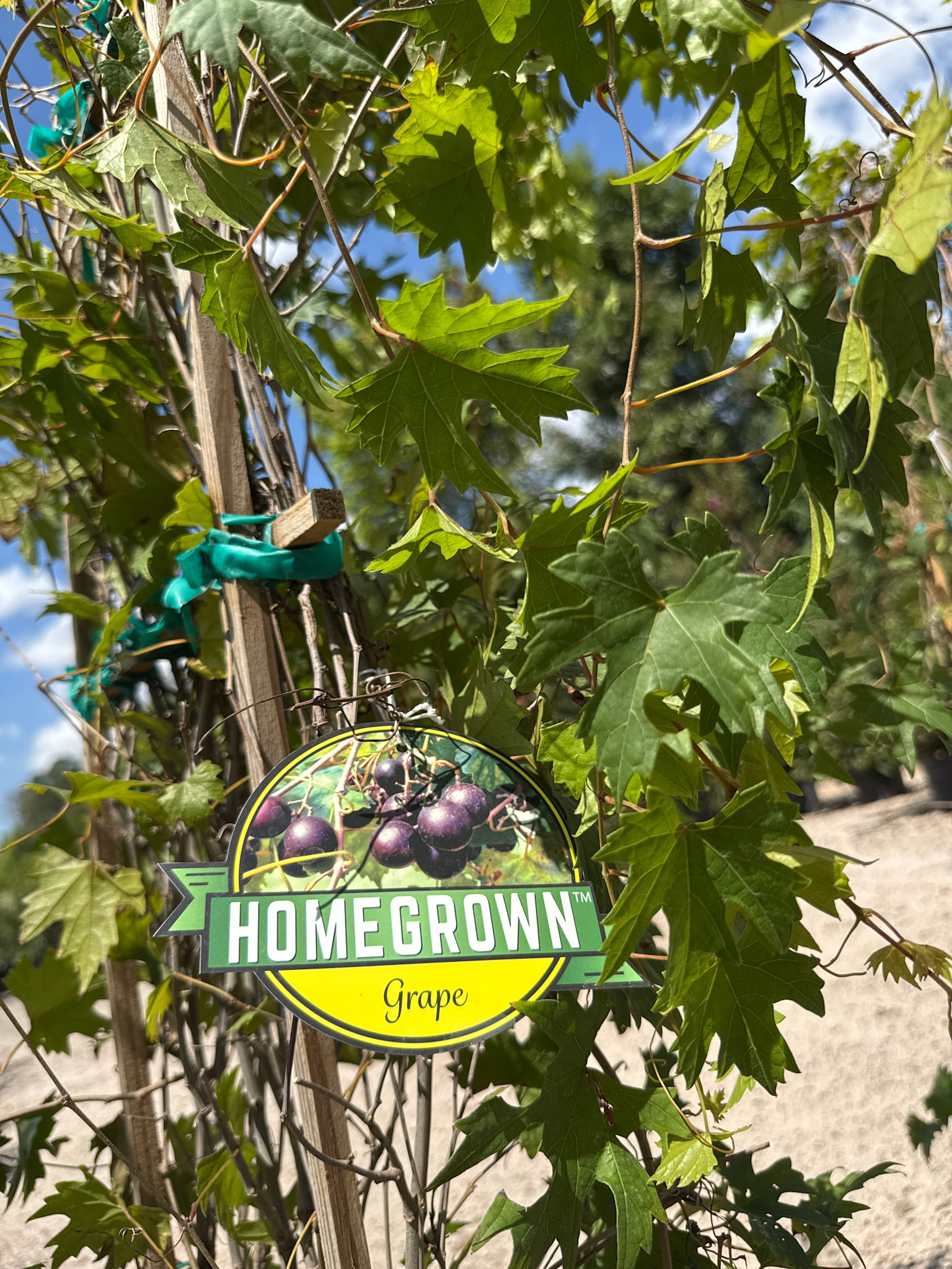 'Southern Home' Muscadine Grape 5 Gallon - Sweet Native Bounty