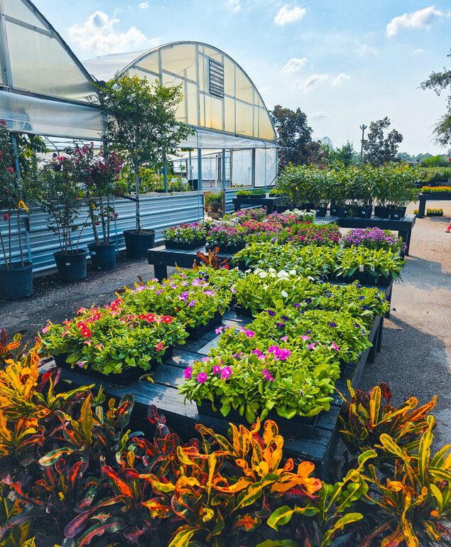 All Plants