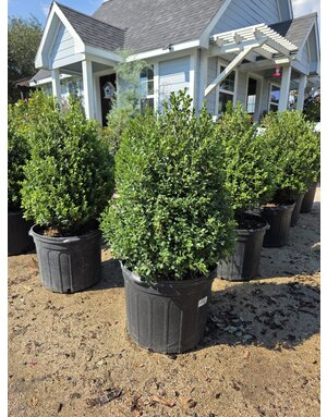 HOLLY, 'COMPACTA TOPIARY', 7G