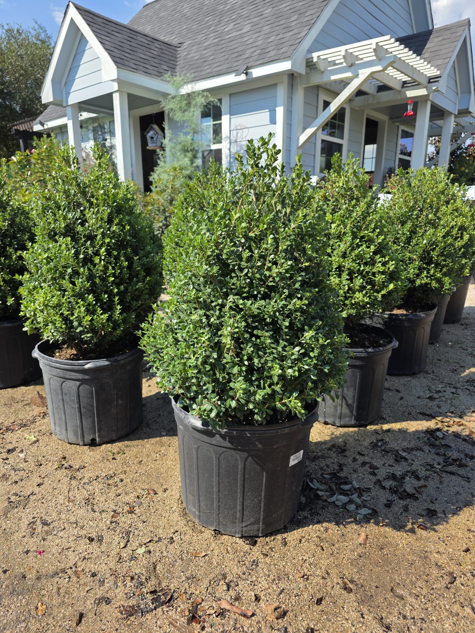 HOLLY, 'COMPACTA TOPIARY', 7G