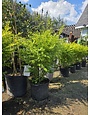 ‘SUNSHINE’ LIGUSTRUM, 7 GALLON