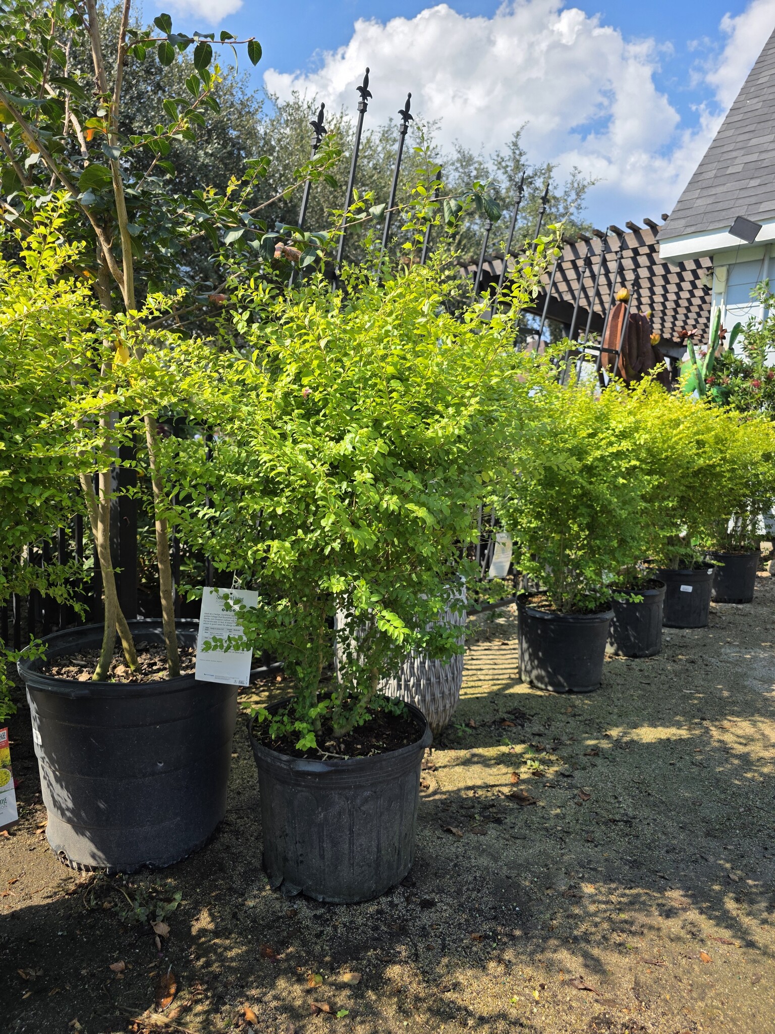 ‘SUNSHINE’ LIGUSTRUM, 7 GALLON