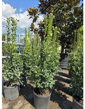 HOLLY, 'OAKLEAF' 3G