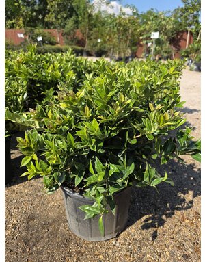 HOLLY, 'CARISSA' 3G