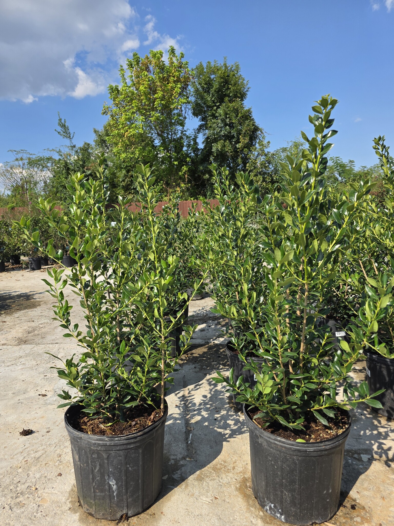 HOLLY, 'NEEDLEPOINT' 3G