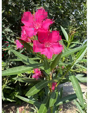 OLEANDER, 'CALYPSO PINK' 3G
