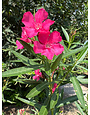 OLEANDER, 'CALYPSO PINK' 3G