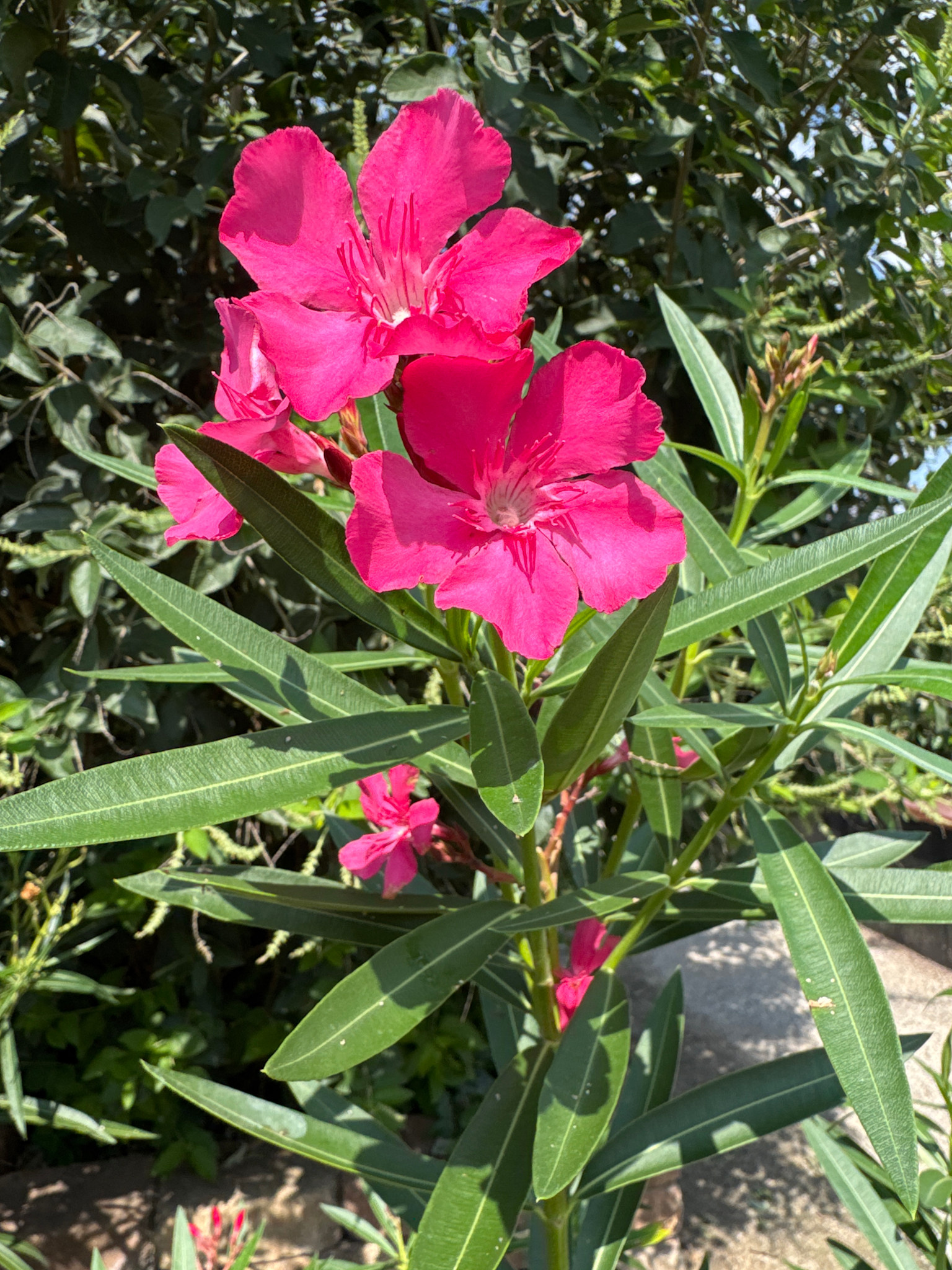 OLEANDER, 'CALYPSO PINK' 3G