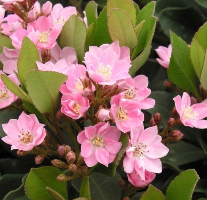 PINKIE INDIAN HAWTHORN PLANT, 3 GALLON