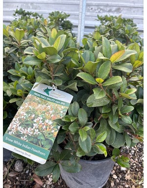 HAWTHORN, 'SNOW WHITE INDIAN', 3G