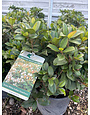 SNOW WHITE INDIAN HAWTHORN PLANT, 3 GALLON