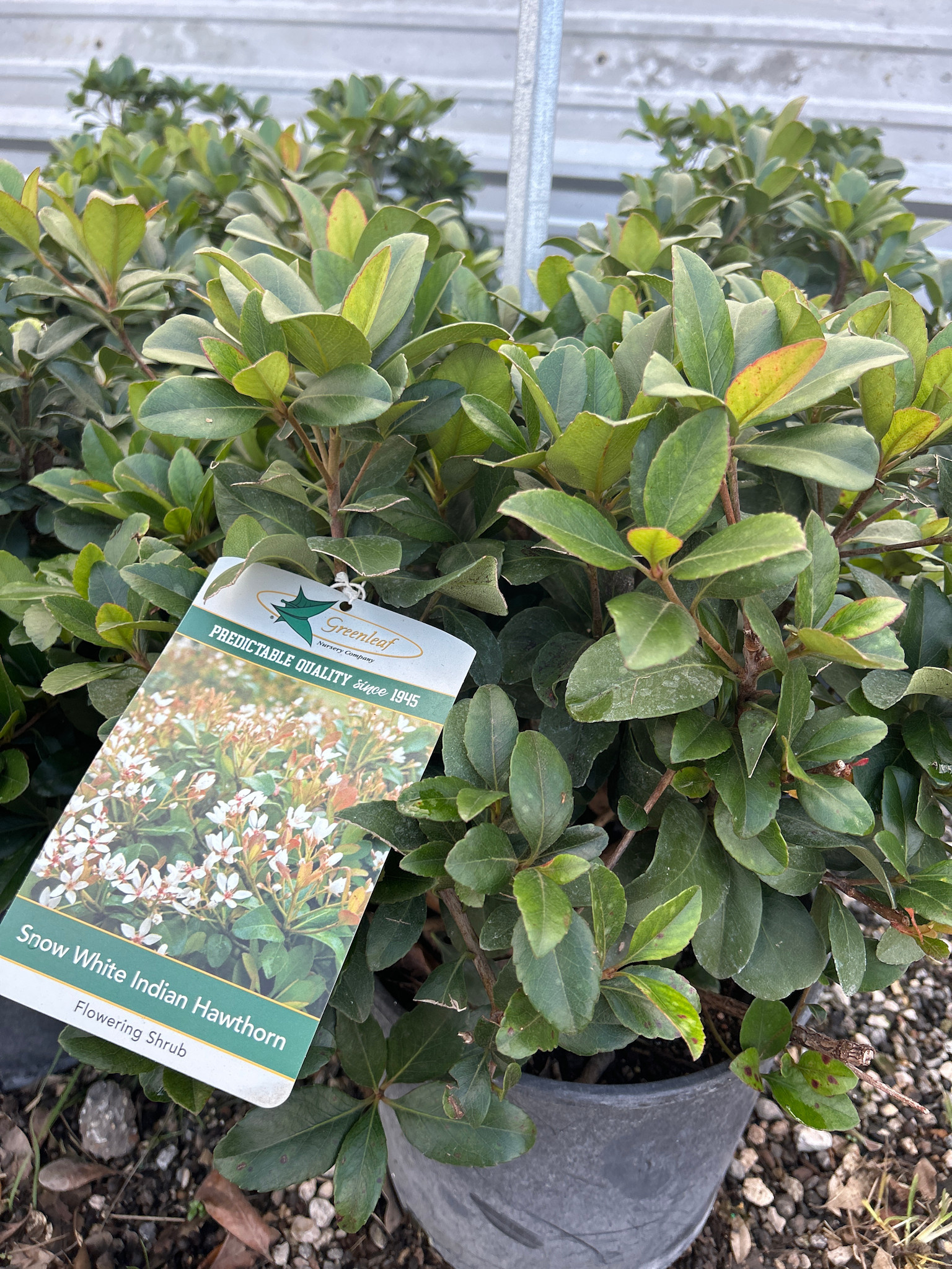 SNOW WHITE INDIAN HAWTHORN PLANT, 3 GALLON