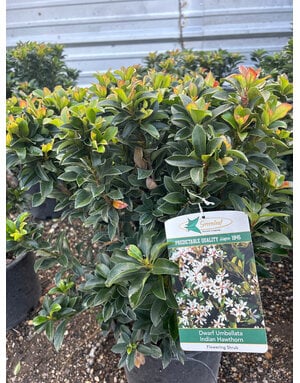 HAWTHORN, 'DWARF UMBELLATA INDIAN', 3G