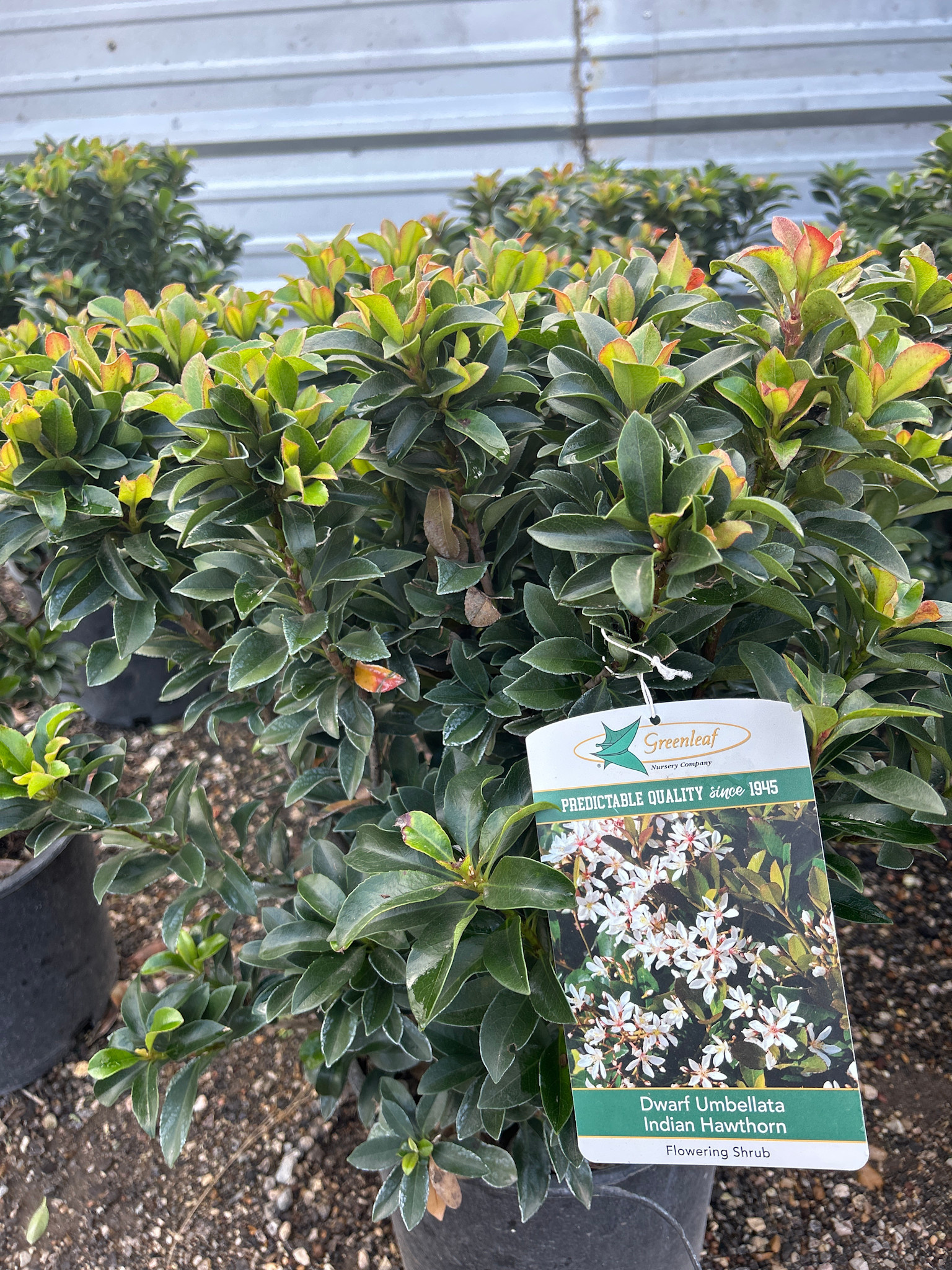 HAWTHORN, 'DWARF UMBELLATA INDIAN', 3G