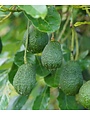 BRAZOS BELLE AVOCADO TREE, 3 GALLON