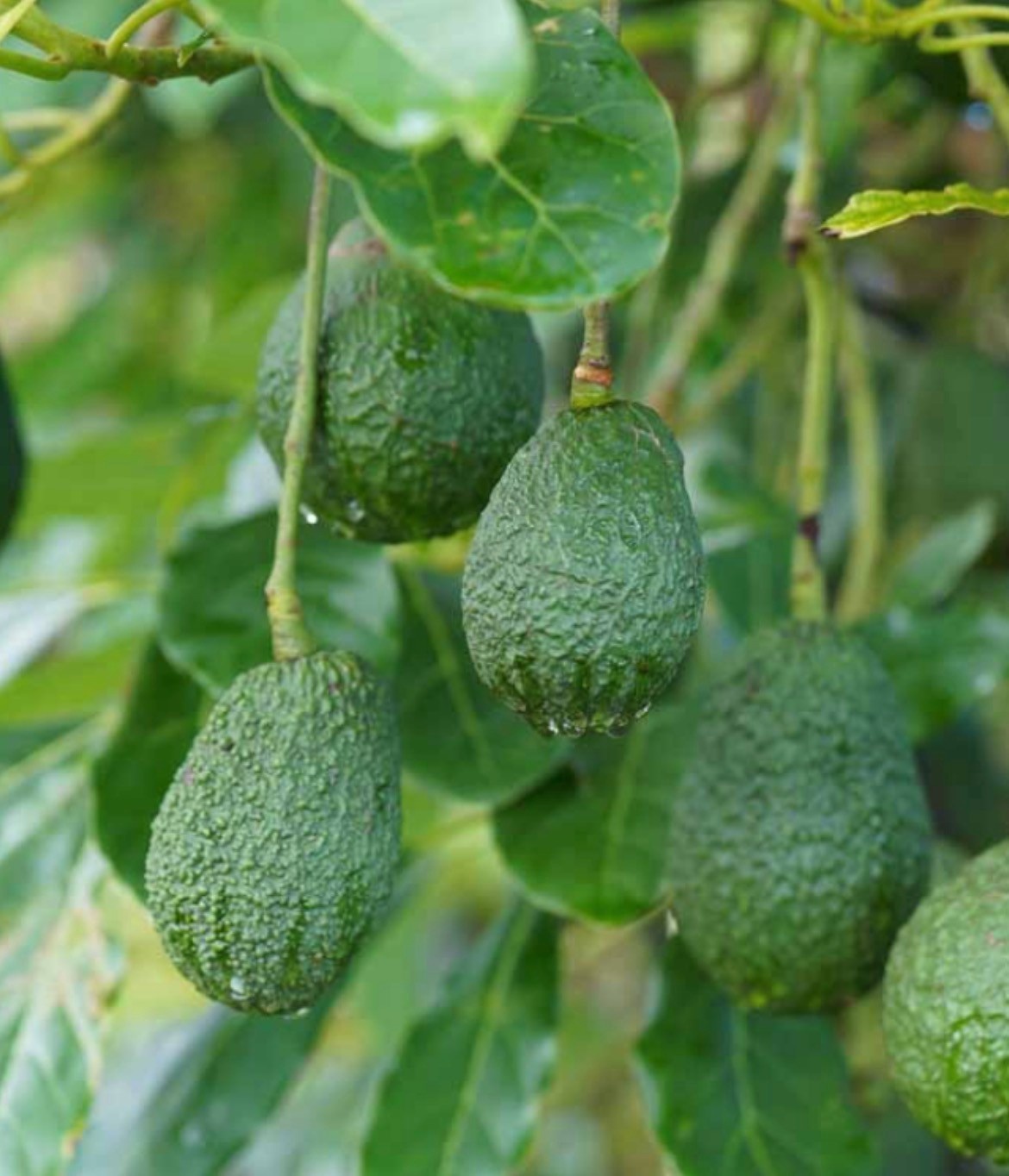 FRUIT TREE, AVOCADO, 'BRAZOS BELLE', 3G