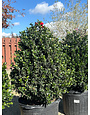 HOLLY, 'COMPACTA TOPIARY', 7G