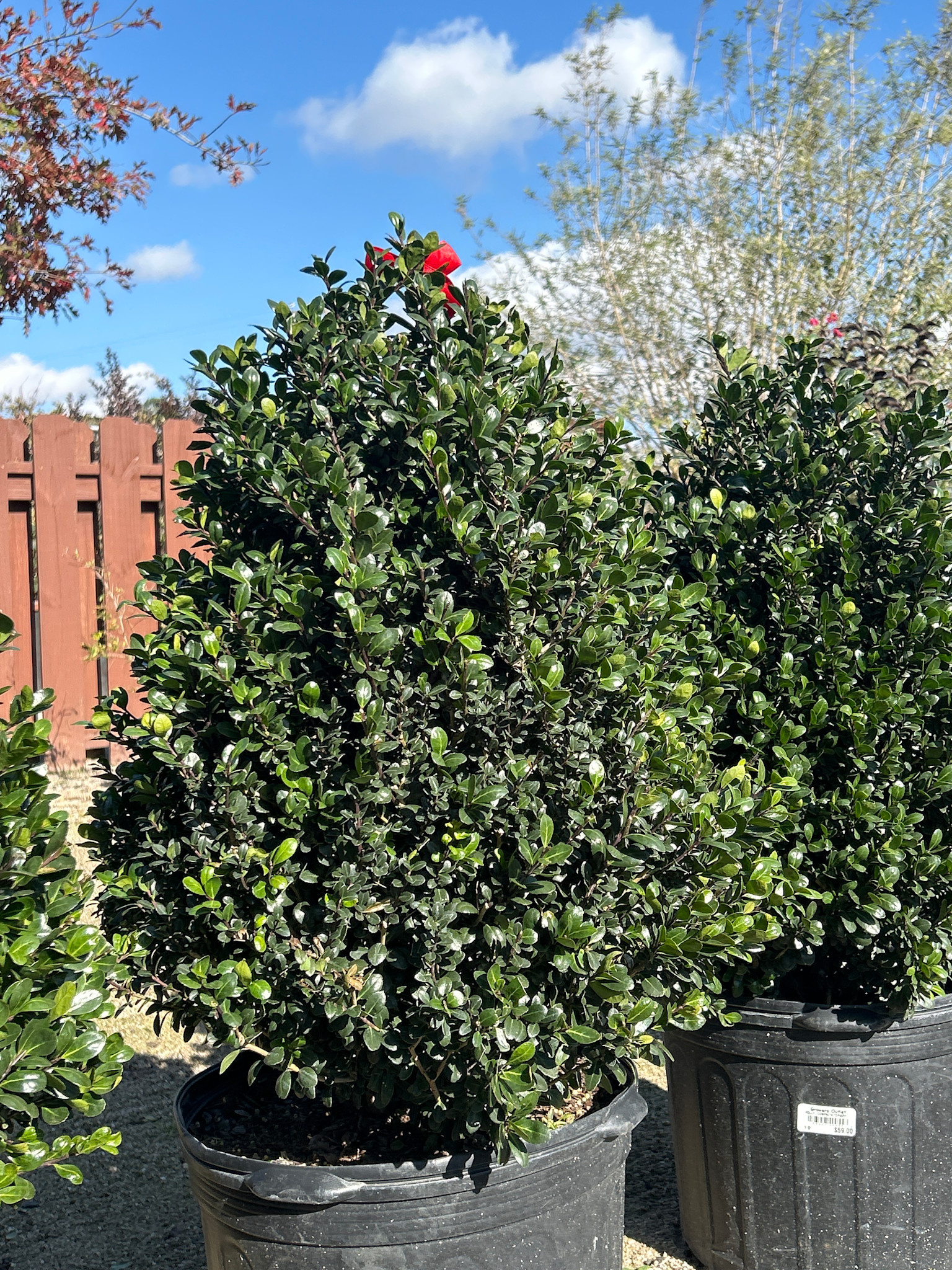 HOLLY, 'COMPACTA TOPIARY', 7G