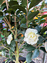 CAMELLIA, SASANQUA, 'AUTUMN ROCKET', 3G*