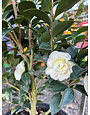 'AUTUMN ROCKET' CAMELLIA SASANQUA, 3 GALLON