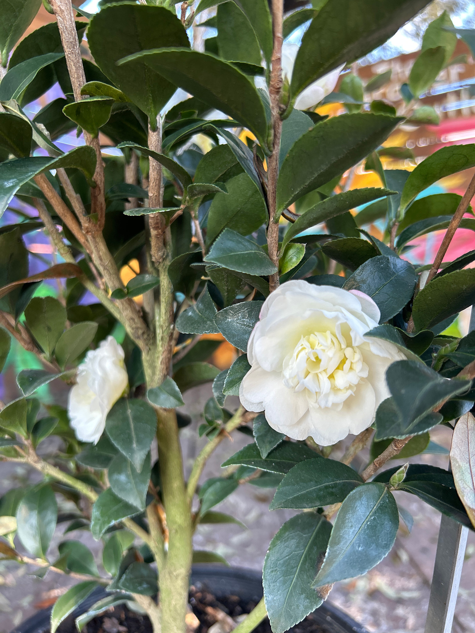 'AUTUMN ROCKET' CAMELLIA SASANQUA, 3 GALLON
