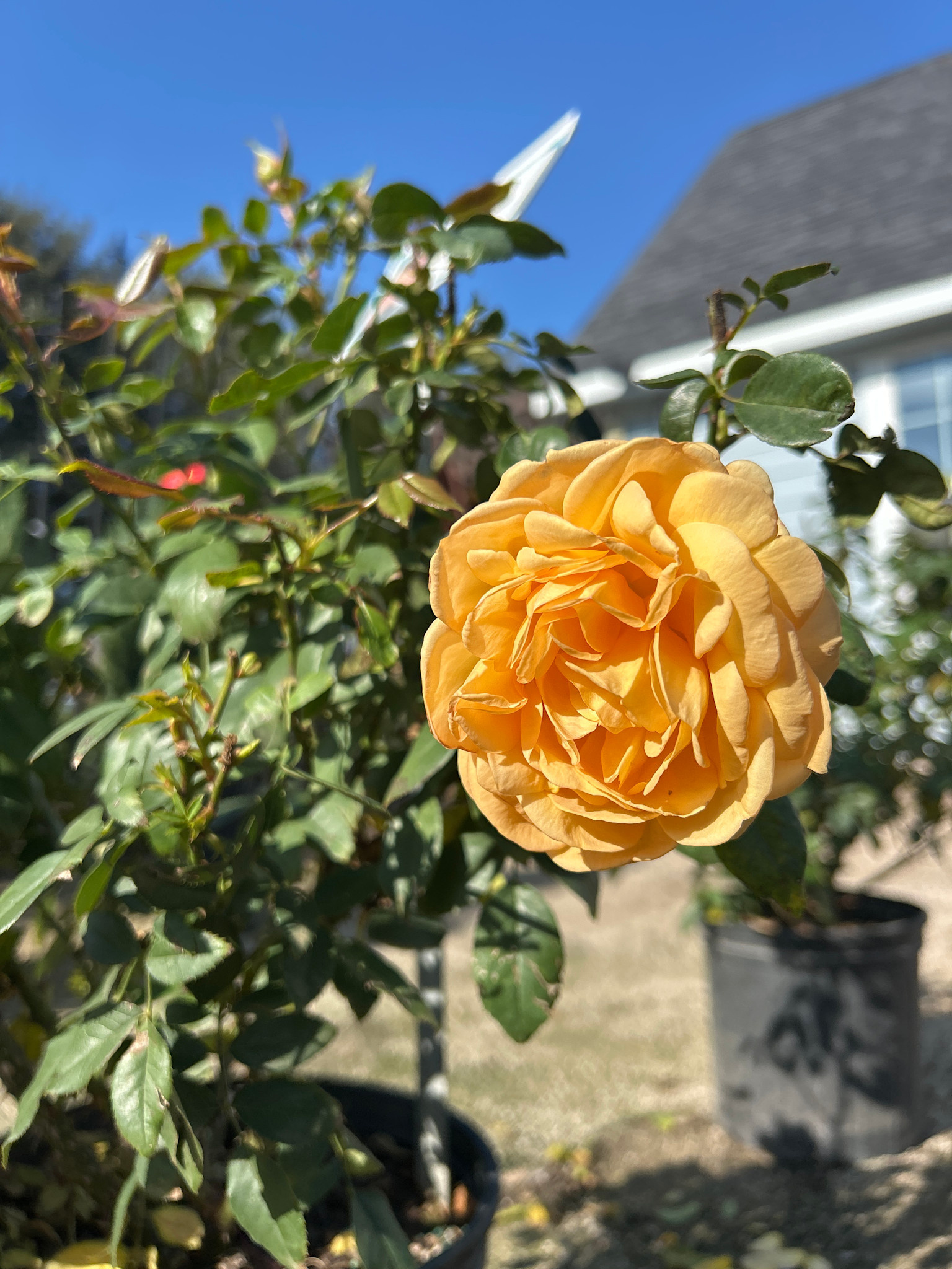 ROSE, 'SOUTH AFRICA SUNBELT', 3G