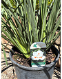 ORANGE DROP IRIS PLANT, 3 GALLON