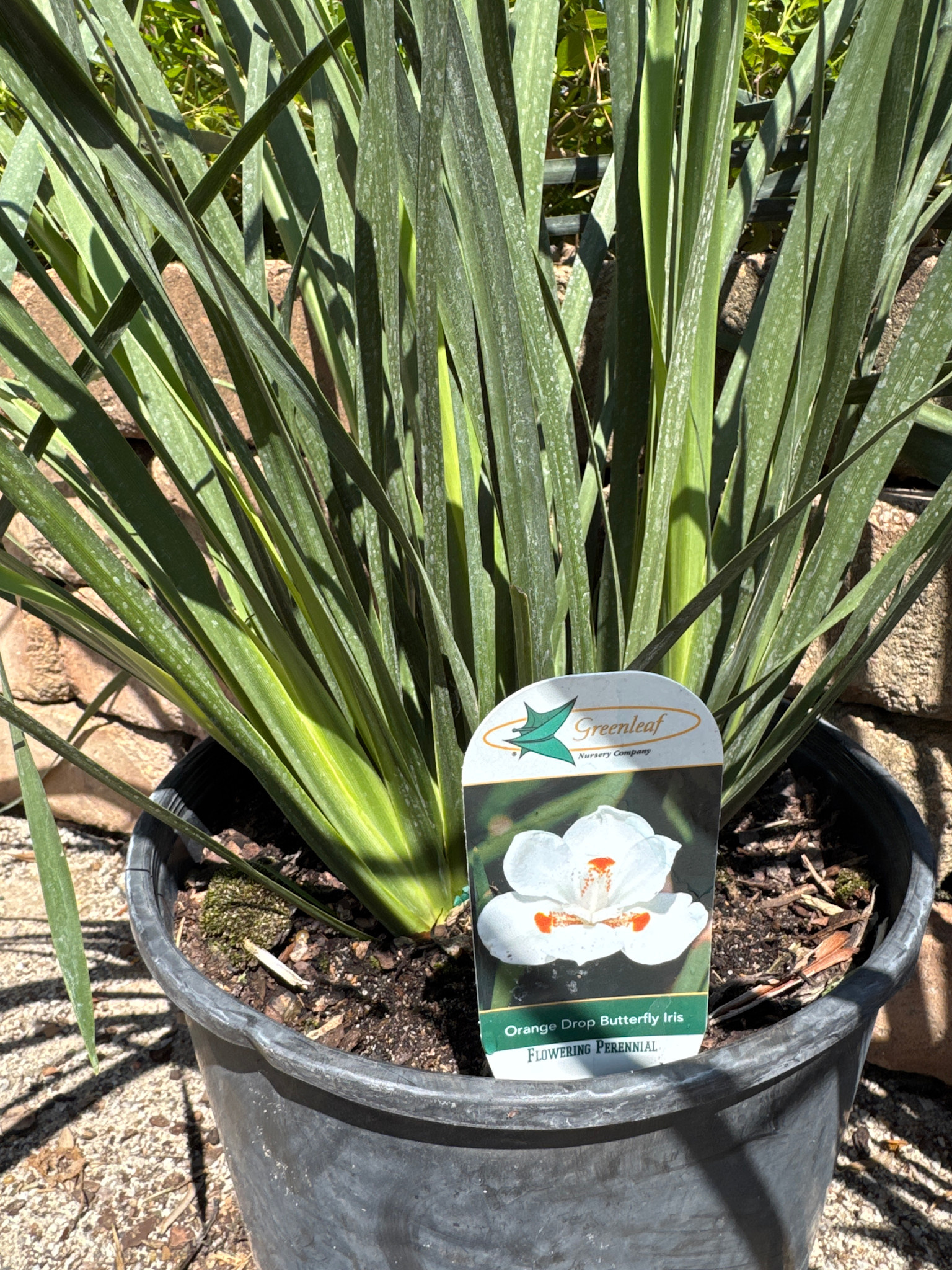 ORANGE DROP IRIS PLANT, 3 GALLON