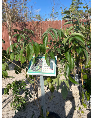 ELDERBERRY, 'OKLAHOMA JOHN' 3G