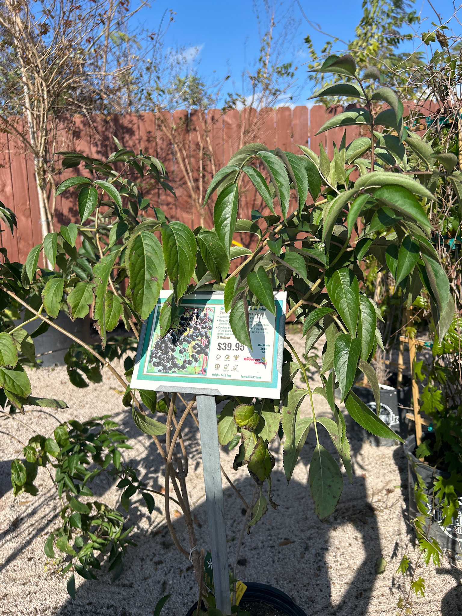 ELDERBERRY, 'OKLAHOMA JOHN' 3G