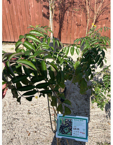 ELDERBERRY, 'RANCH' 3G