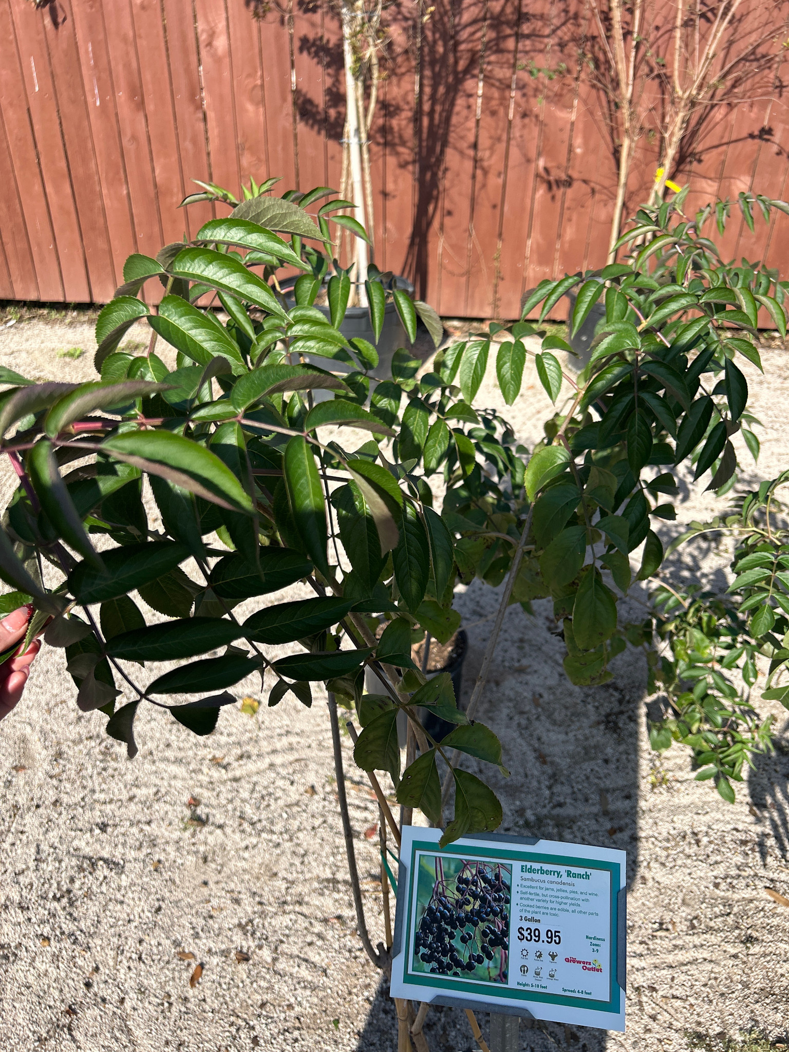 ELDERBERRY, 'RANCH' 3G