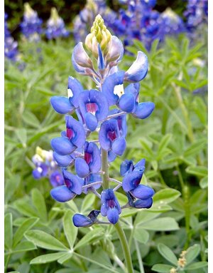 LUPINE, 'BLUEBONNET' 1G
