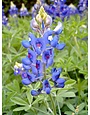 TEXAS BLUEBONNET (LUPINE), 1 GALLON