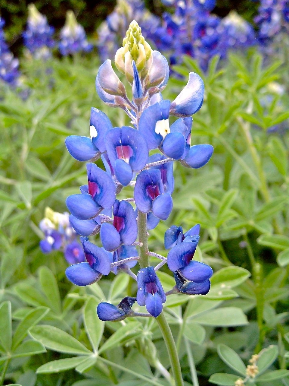 TEXAS BLUEBONNET (LUPINE), 1 GALLON