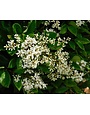Wax Leaf Ligustrum 7 Gallon - Ligustrum japonicum